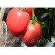 Насіння томату Король Лондона15 нас