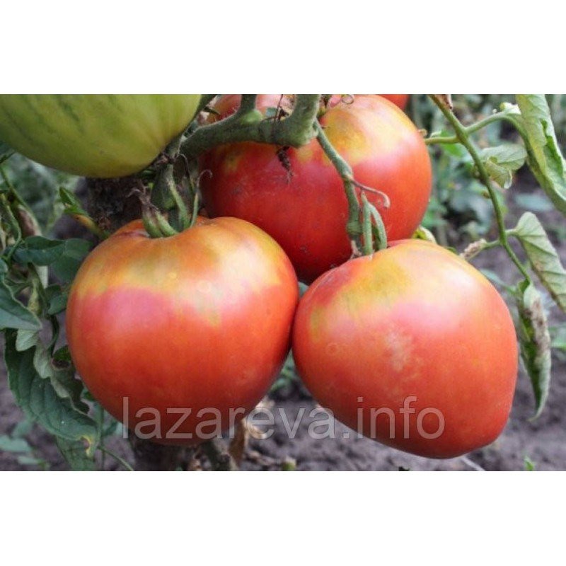 Насіння томату Король Лондона15 нас