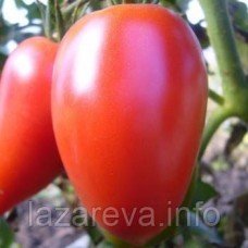 Семена томата Малиновый перцевидный 15 сем