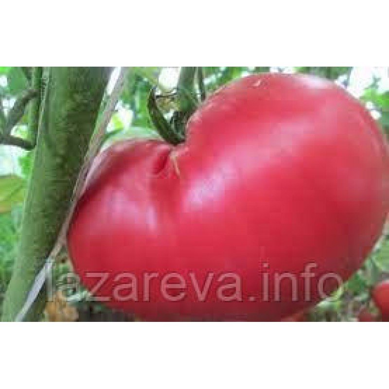 Семена томата Малиновый гигант 15 сем