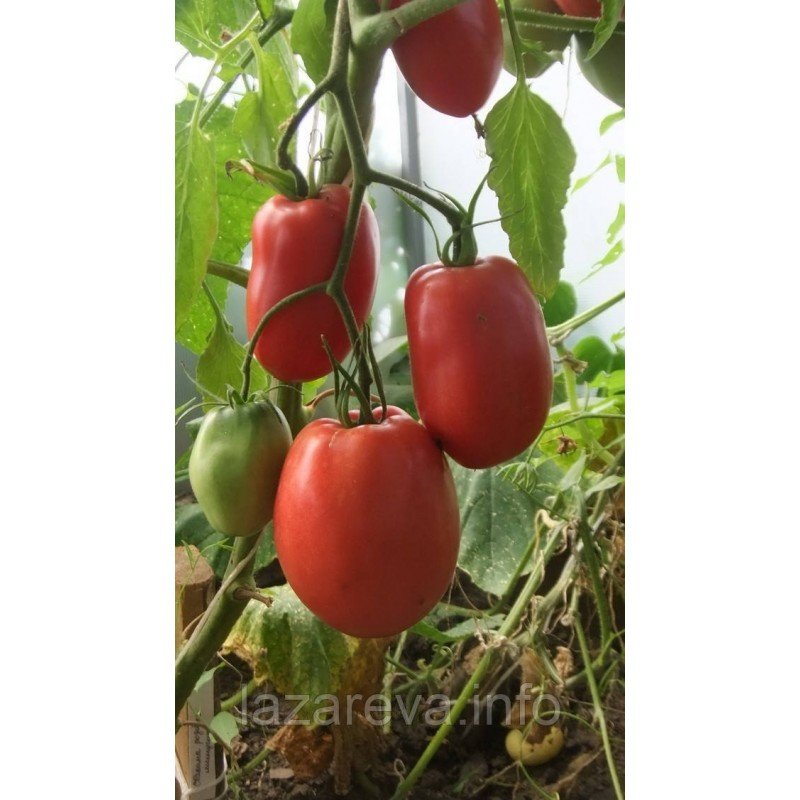 Насіння томату Мінусинські стакани 15 нас Насіння томату Мінусинські стакани 15 нас