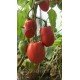 Насіння томату Мінусинські стакани 15 нас Насіння томату Мінусинські стакани 15 нас
