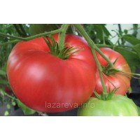 Семена томата Особый Гукера 15 сем