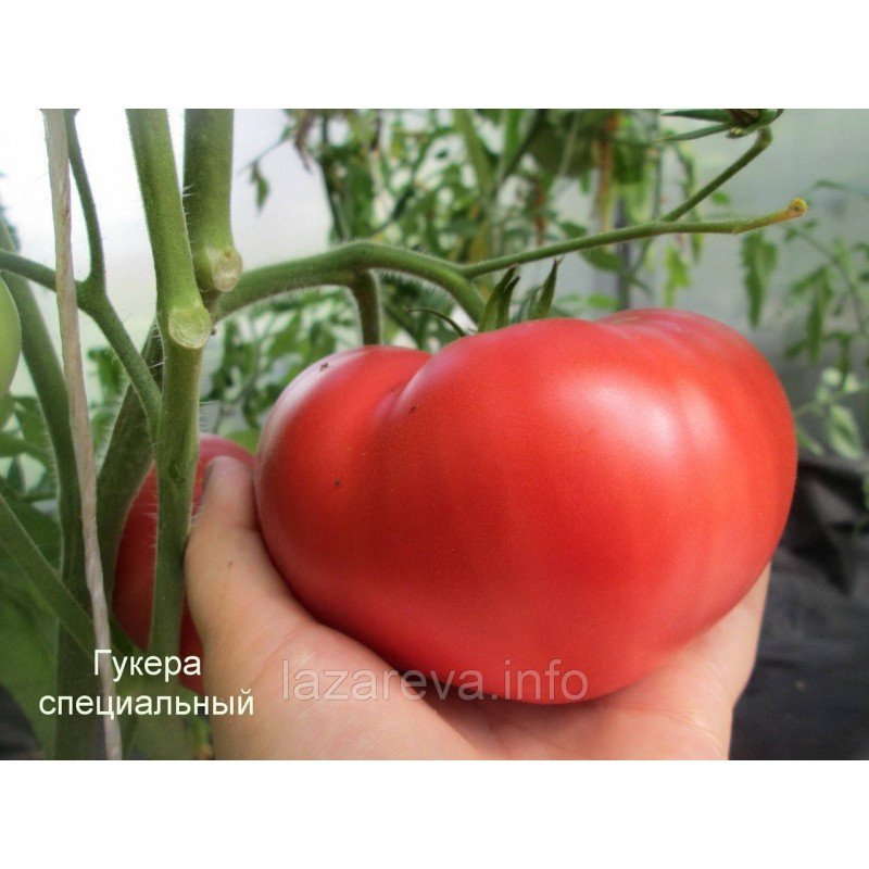 Семена томата Особый Гукера 15 сем