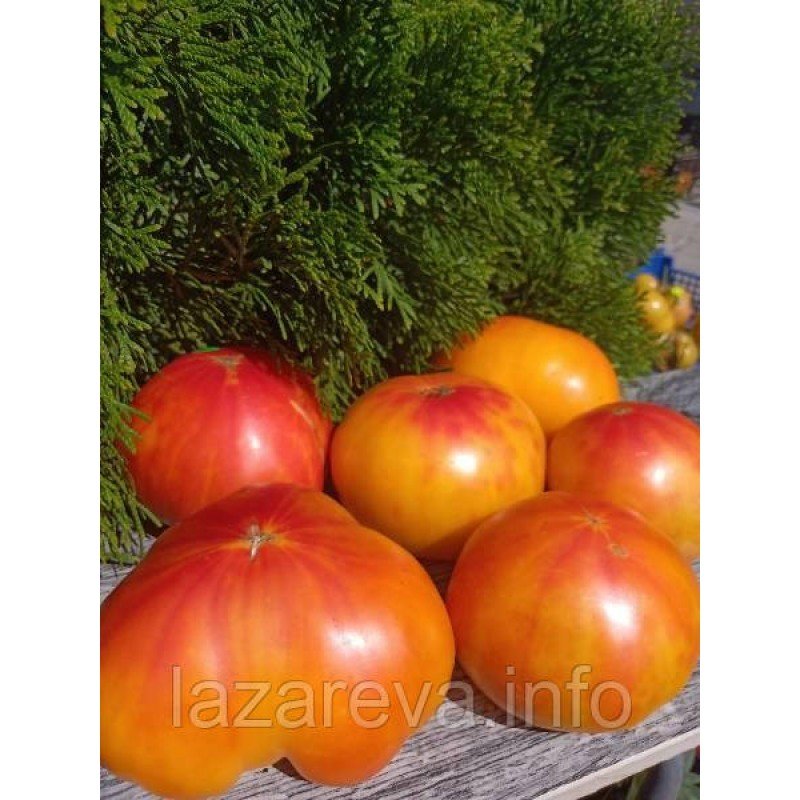 Насіння томату Південна гордість (Southern Pride) 15 насінин Насіння томату Південна гордість (Southern Pride) 15 насінин