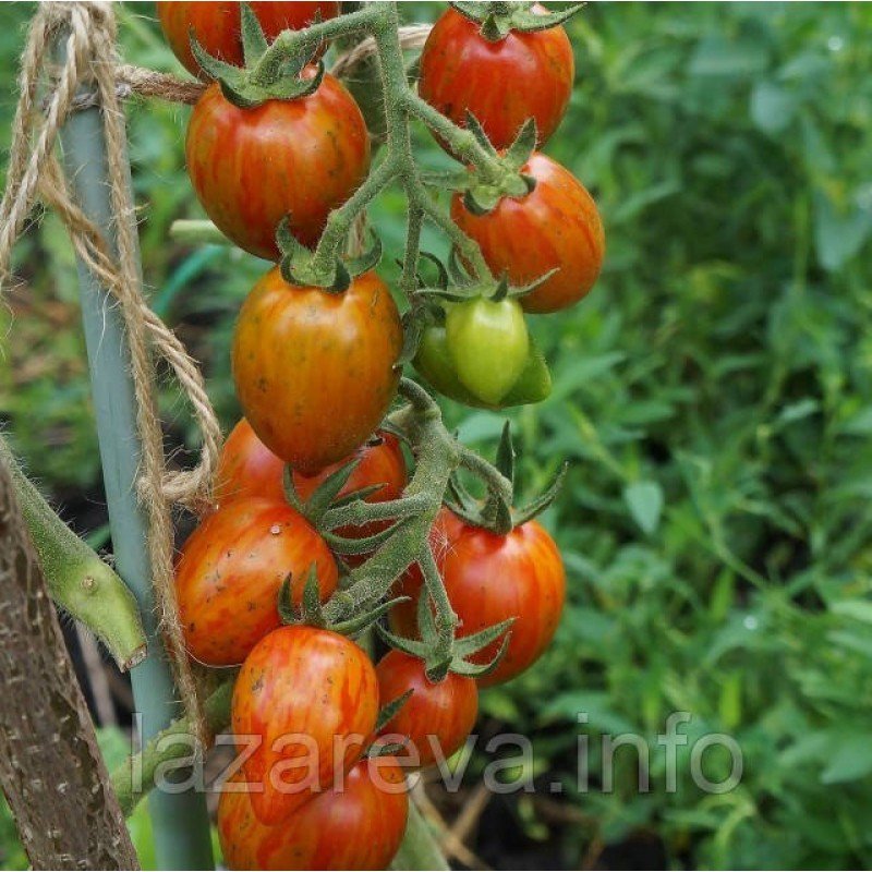 Семена томата Пестрая слива 15 семян