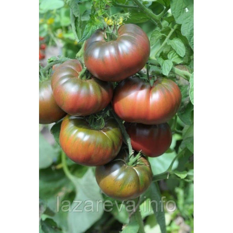 Насіння томату Чорний айсберг 15 насінин Насіння томату Чорний айсберг 15 насінин