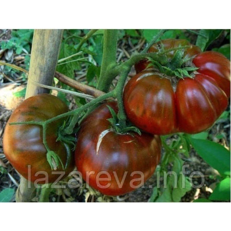 Насіння томату Чорний айсберг 15 насінин Насіння томату Чорний айсберг 15 насінин