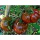Насіння томату Чорний айсберг 15 насінин Насіння томату Чорний айсберг 15 насінин