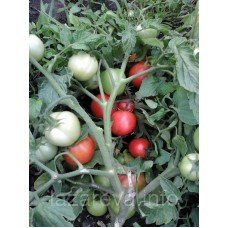 Насіння томату Ліга F1 10 насінин