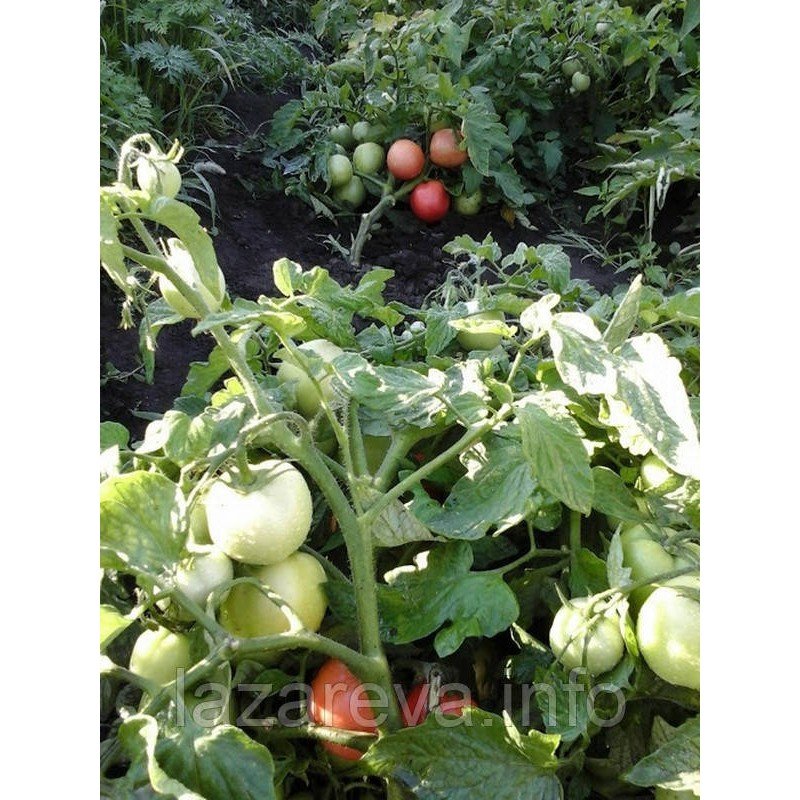 Насіння томату Ліга F1 10 насінин Насіння томату Ліга F1 10 насінин