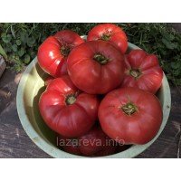 Насіння томату Юсуповський 15 насінин Насіння томату Юсуповський 15 насінин