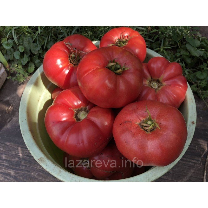 Насіння томату Юсуповський 15 насінин Насіння томату Юсуповський 15 насінин