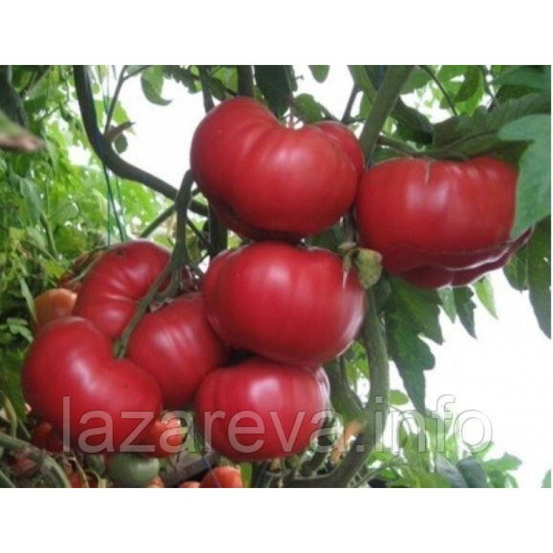 Насіння томату Юсуповський 15 насінин Насіння томату Юсуповський 15 насінин