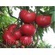 Насіння томату Юсуповський 15 насінин Насіння томату Юсуповський 15 насінин