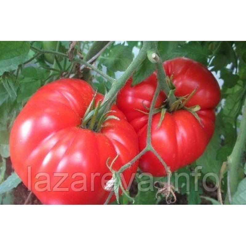 Насіння томату "від Лазарєвих" Іспанський гігант 30-60 насінин Насіння томату "від Лазарєвих" Іспанський гігант 30-60 насінин