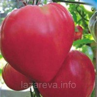 Рожевий мед 30 насінин Рожевий мед 30 насінин