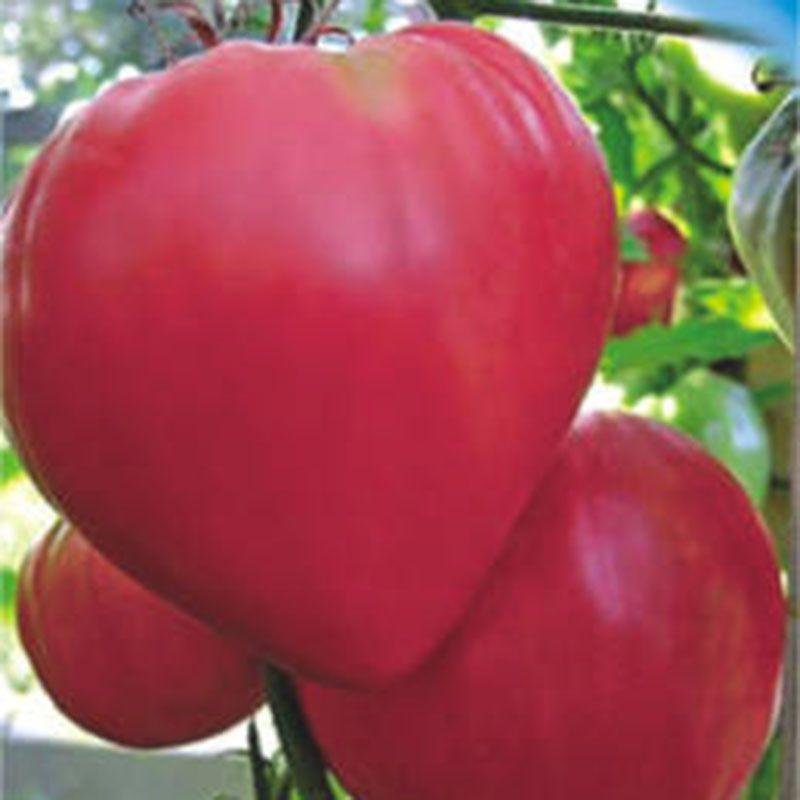 Насіння томату Рожевий мед 30 насінин