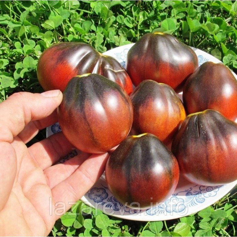 Насіння томату "від Лазарєвих" Синя груша 30-60 насінин Насіння томату "від Лазарєвих" Синя груша 30-60 насінин