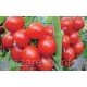 Насіння томату Суперурожайний 30 нас Насіння томату Суперурожайний 30 нас