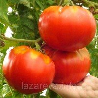 Семена томата Царский любимец 30 сем Семена томата Царский любимец 30 сем