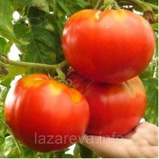 Насіння томату Царський улюбленець 30 нас