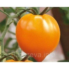 Насіння томату "від Лазарєвих" Золоте серце (еліта) 15-30 насінин