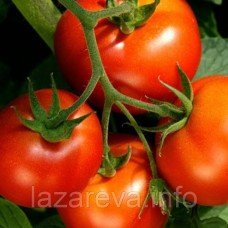 Насіння томату Яна 30 нас