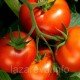 Насіння томату Яна 30 нас