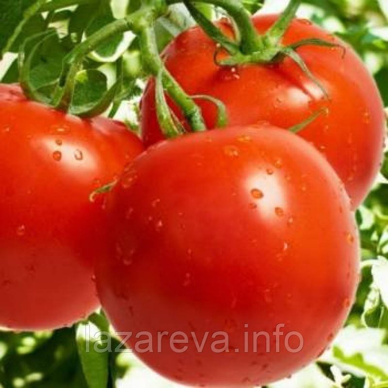 Насіння томату Яна 30 нас