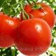 Насіння томату Яна 30 нас