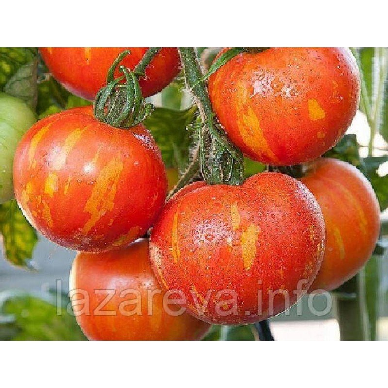 Насіння томату Тигрелла 30 нас Насіння томату Тигрелла 30 нас