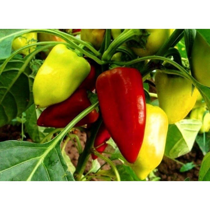 Насіння перцю Амі (Чехія) 20 насінин