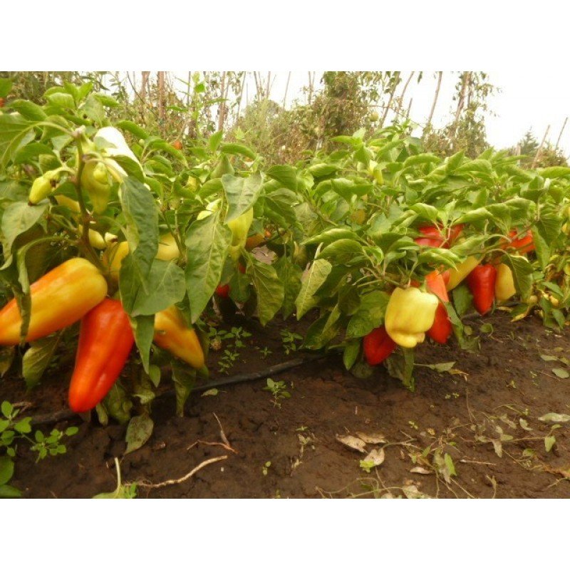 Насіння перцю Амі (Чехія) 20 насінин