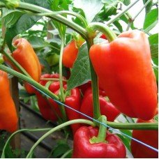 Насіння перцю Андреа 20 насінин