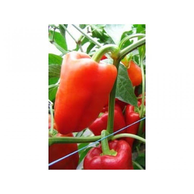 Насіння перцю Андреа 20 насінин