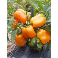 Насіння перцю Біг Мама 20 насінин