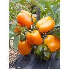 Насіння перцю Біг Мама 20 насінин