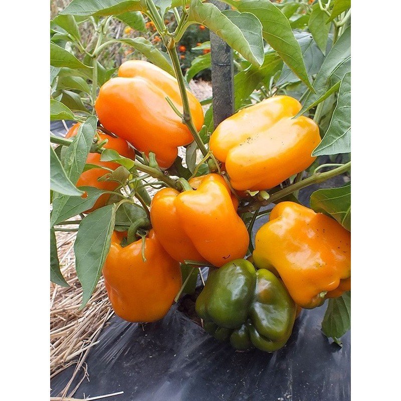 Насіння перцю Біг Мама 20 насінин