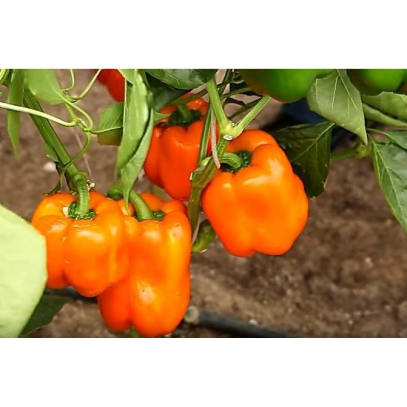 Насіння перцю Біг Мама 20 насінин