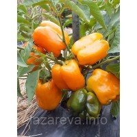 Семена перца "от Лазаревых" Биг Мама 20-50 семян