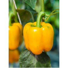 Насіння перцю Каліфорнійське диво золоте 20 насінин