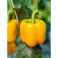 Семена перца "от Лазаревых" Калифорнийское чудо золотое 20-50 семян