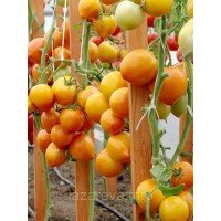 Золотой Кучер F1 10 сем Золотой Кучер F1 10 сем