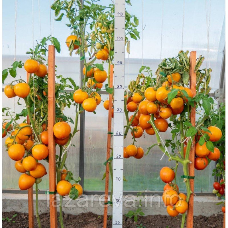 Насіння томату Золотий Кучер F1 10 насінин Насіння томату Золотий Кучер F1 10 насінин