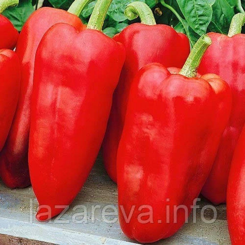 Перець Червоний гігант 20 насінин Перець Червоний гігант 20 насінин