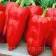Перець Червоний гігант 20 насінин Перець Червоний гігант 20 насінин