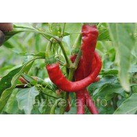 Насіння перцю Кіготь (гострий) 20 насінин Насіння перцю Кіготь (гострий) 20 насінин