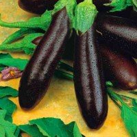 Насіння баклажанів Олексіївський 30 насінин