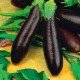 Насіння баклажанів Олексіївський 30 насінин